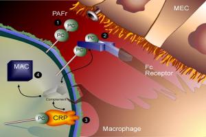 Portfolio for Medical Illustration